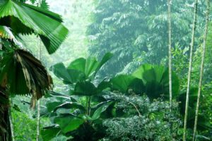 Wir haben Mitschuld am Abholzen der Regenwälder