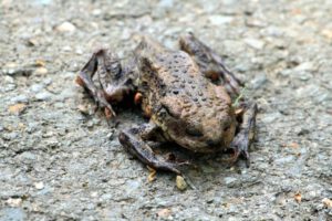 Die Kröten wandern wieder