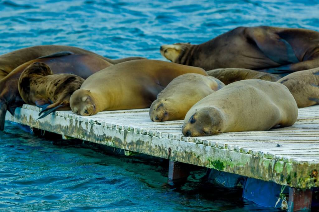 Seelöwenbabys in Not