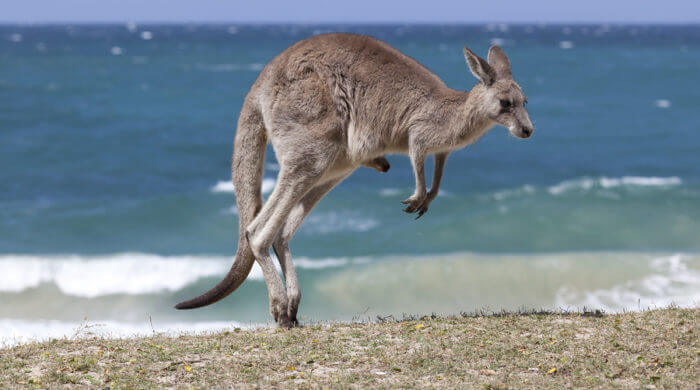 Kängurus gibt es nicht nur in Australien