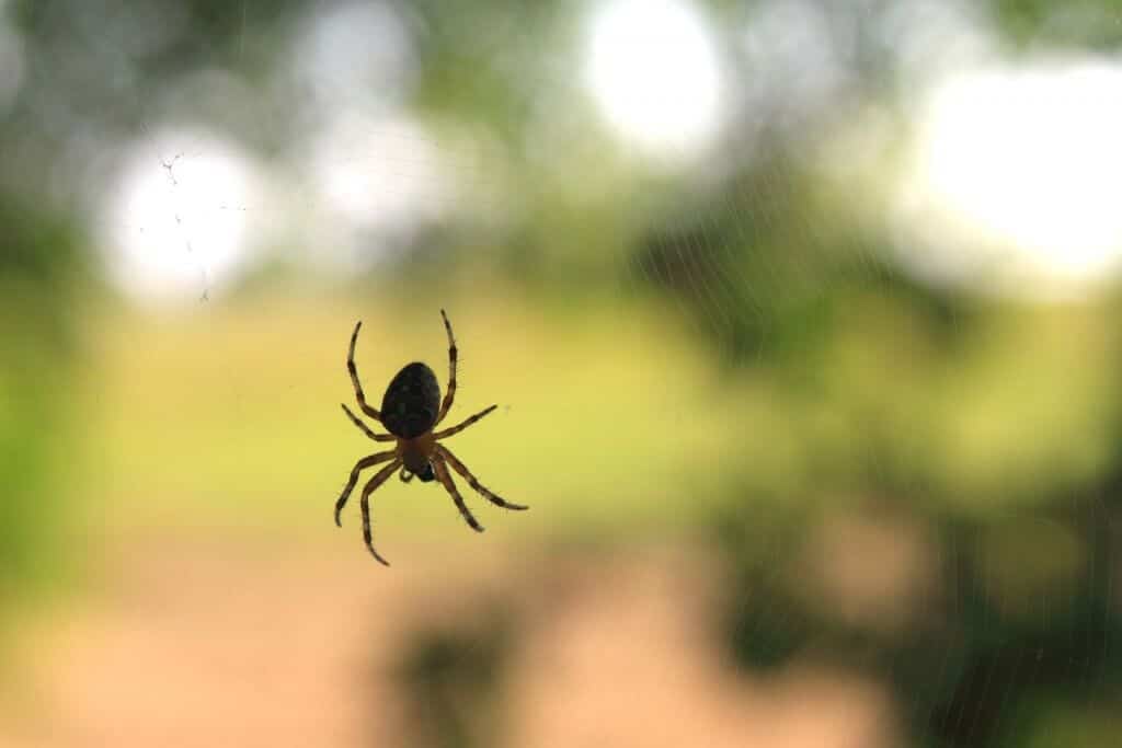 pexels-pixabay-39691 Herbstzeit ist Spinnenzeit