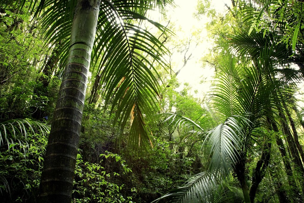 Bedrohung des Regenwaldes in Indonesien