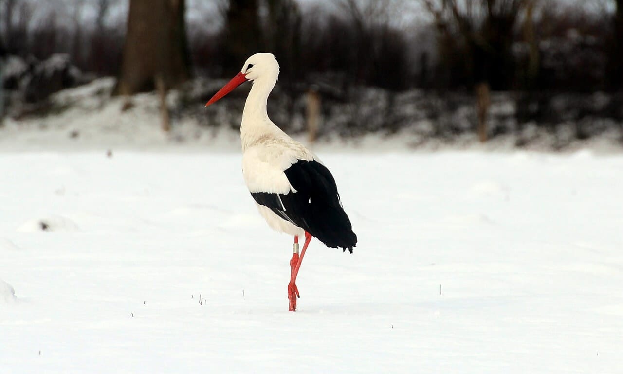 Immer mehr Störche bleiben im Winter in Deutschland