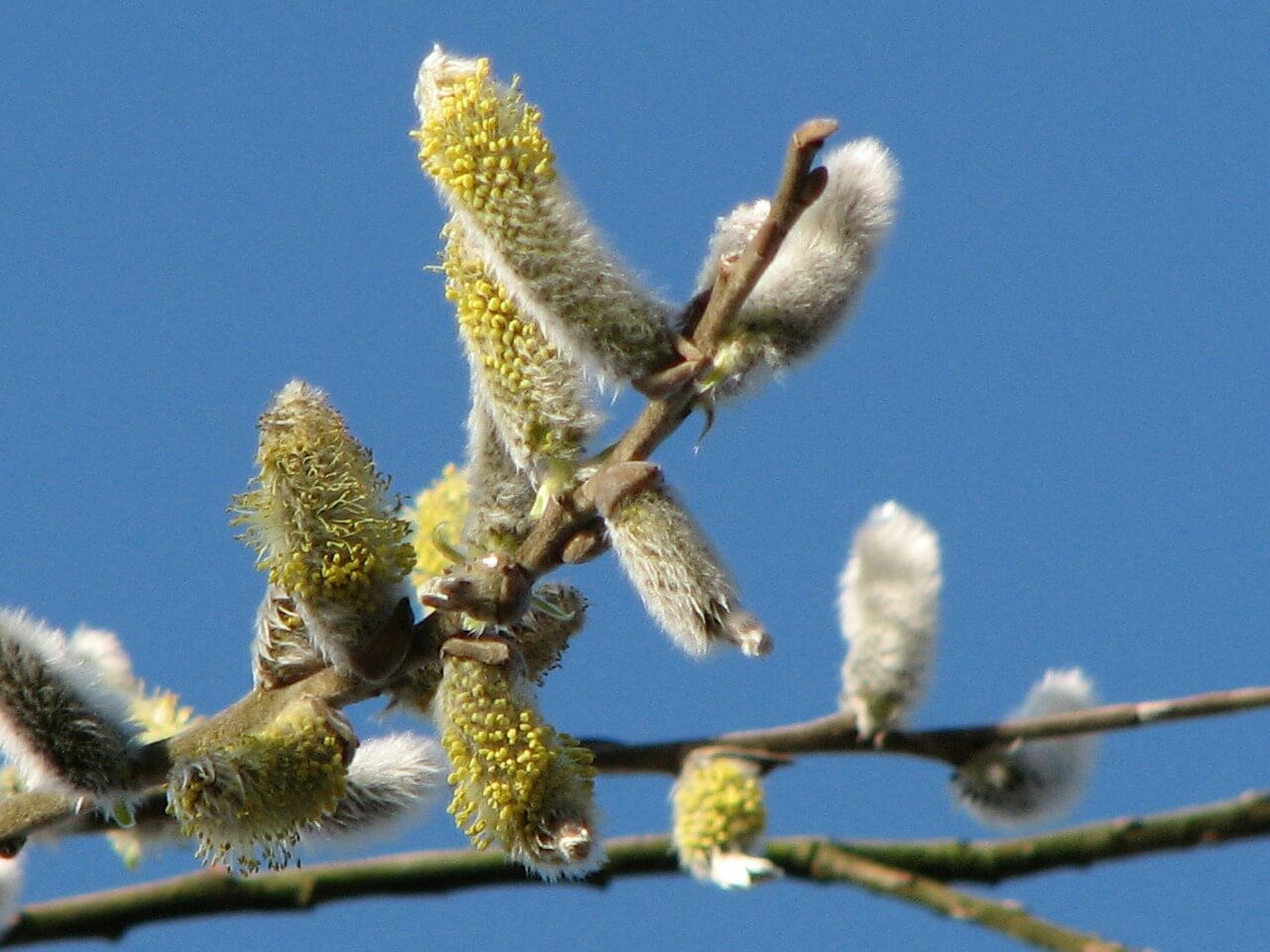 Am Sonntag war der sogenannte Palmsonntag