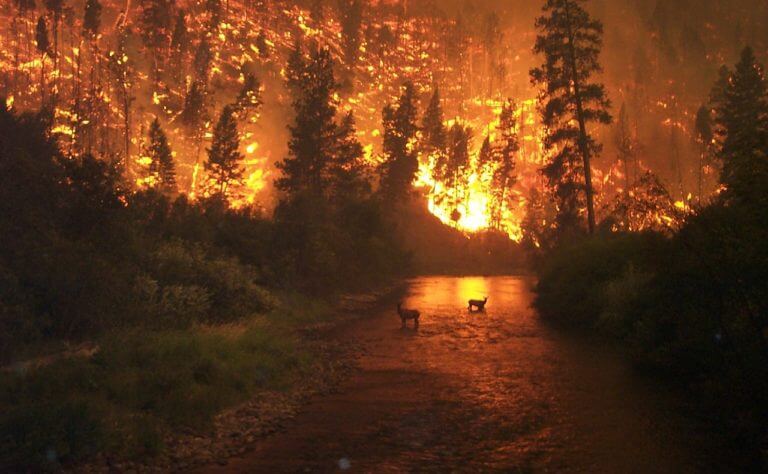 Schlimme Waldbrände in Kanada