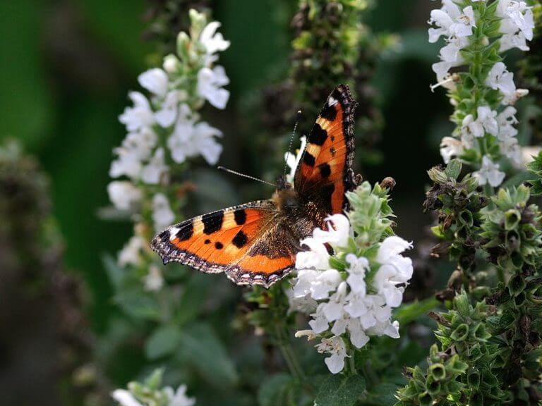 Schmetterlinge von Aussterben bedroht