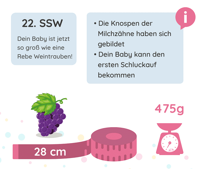 SSW 22: Entwicklung des Babys