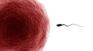 Die Empfängnis – Befruchtung der Eizelle