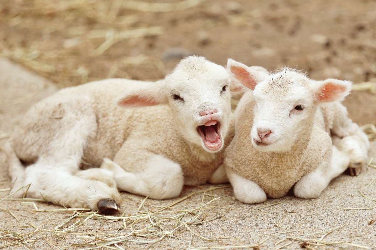 alan-caishan-cU53ZFBr3lk-unsplash Heilwolle Baby