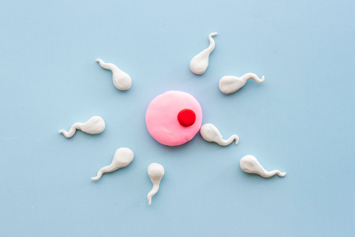 wie lange ueberleben spermien 2