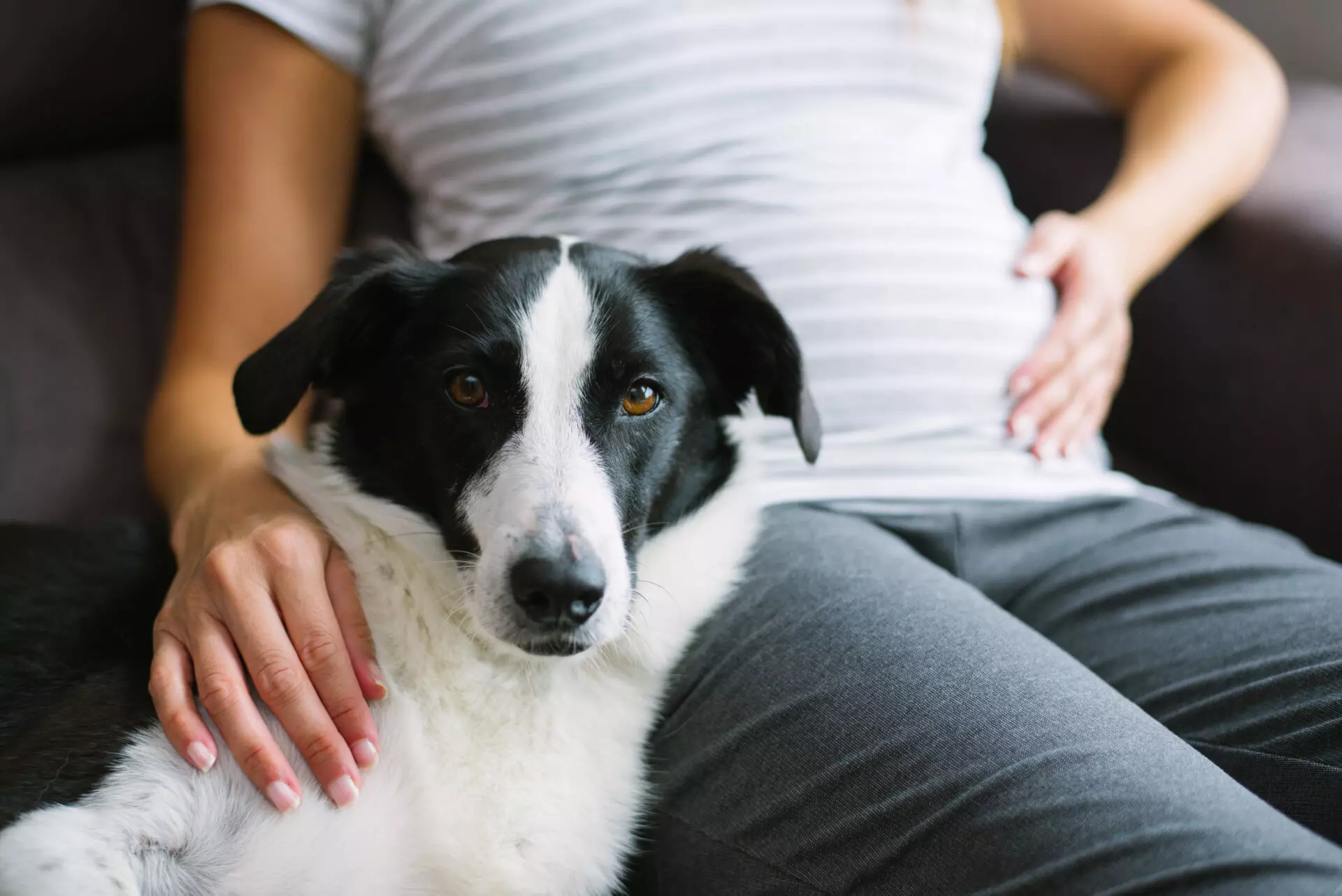 Gesundheitliche Vorteile von Hunden während der Schwangerschaft
